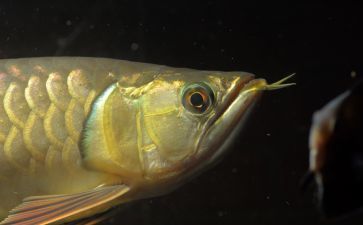 如何挑選高品質(zhì)紅龍魚(yú)（如何挑選出高品質(zhì)的紅龍魚(yú)，紅龍魚(yú)發(fā)色期養(yǎng)護(hù)技巧）