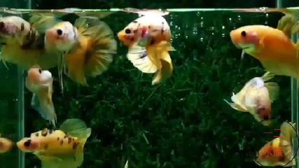 龍魚配虎魚怎么樣養：探討龍魚與虎魚的混養