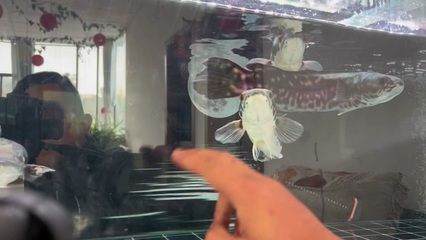 龍魚配虎魚怎么樣養：探討龍魚與虎魚的混養