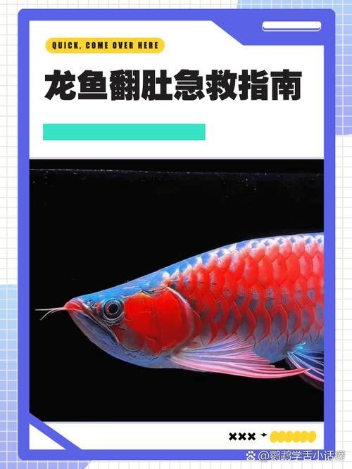 龍魚翻肚后如何護理