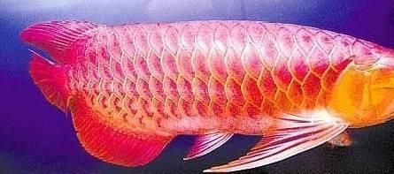 紅龍魚是什么魚圖片大全（紅龍魚是什么魚圖片大全大圖）