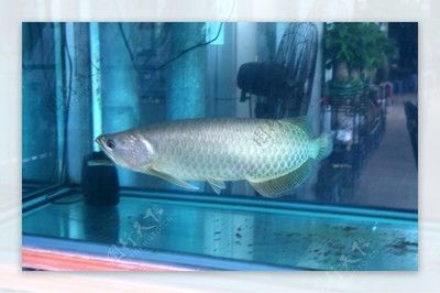 銀龍魚經常喂小魚好不好（銀龍魚經常喂養小魚在一定程度上是好的） 銀龍魚經常喂小魚好不好（銀龍魚經常喂養小魚在一定程度上是好的） 龍魚百科 第3張