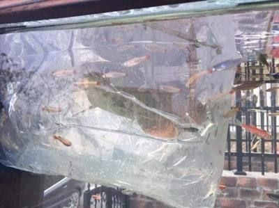 龍魚常見問題：養殖龍魚需要注意多個方面，龍魚趴缸的原因及處理