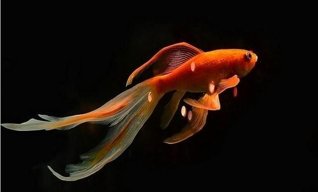 出售紅龍魚在哪里賣好呢（出售紅龍魚在哪里賣好呢視頻）
