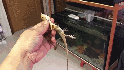 龍魚把蝦吃進(jìn)去咬一會(huì)又吐出來了：龍魚吃蝦吐出來可能是由多種因素引起的，龍魚吃蝦吐出來的可能原因較多