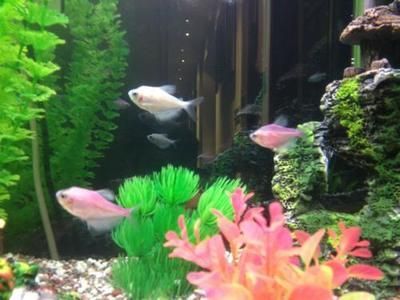 原種曼龍魚（原種曼龍魚是一種性情溫和但具有一定攻擊性的熱帶觀賞魚）