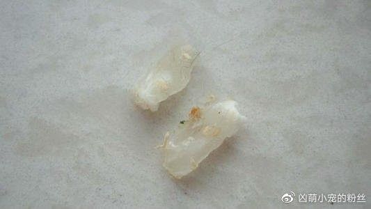 龍貓和貓打架會受傷嗎？