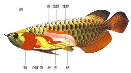 龍魚內部構造:關于龍魚的內部構造及其功能 龍魚百科 第2張 龍魚內部構造:關于龍魚的內部構造及其功能 龍魚內部構造:關于龍魚的內部構造及其功能 龍魚百科 第2張