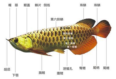 龍魚內部構造:關于龍魚的內部構造及其功能 龍魚百科 第3張 龍魚內部構造:關于龍魚的內部構造及其功能 龍魚內部構造:關于龍魚的內部構造及其功能 龍魚百科 第3張