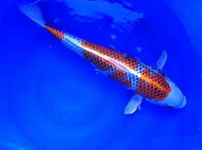 龍魚內部構造:關于龍魚的內部構造及其功能 龍魚百科 第5張 龍魚內部構造:關于龍魚的內部構造及其功能 龍魚內部構造:關于龍魚的內部構造及其功能 龍魚百科 第5張
