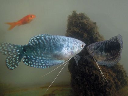 可以和龍魚混養的熱帶魚有哪些：與龍魚混養的熱帶魚