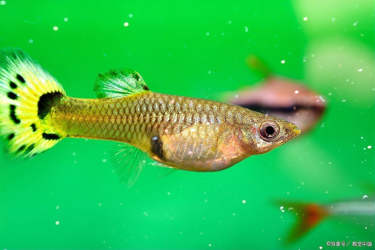 魚肚子大炸鱗了什么原因