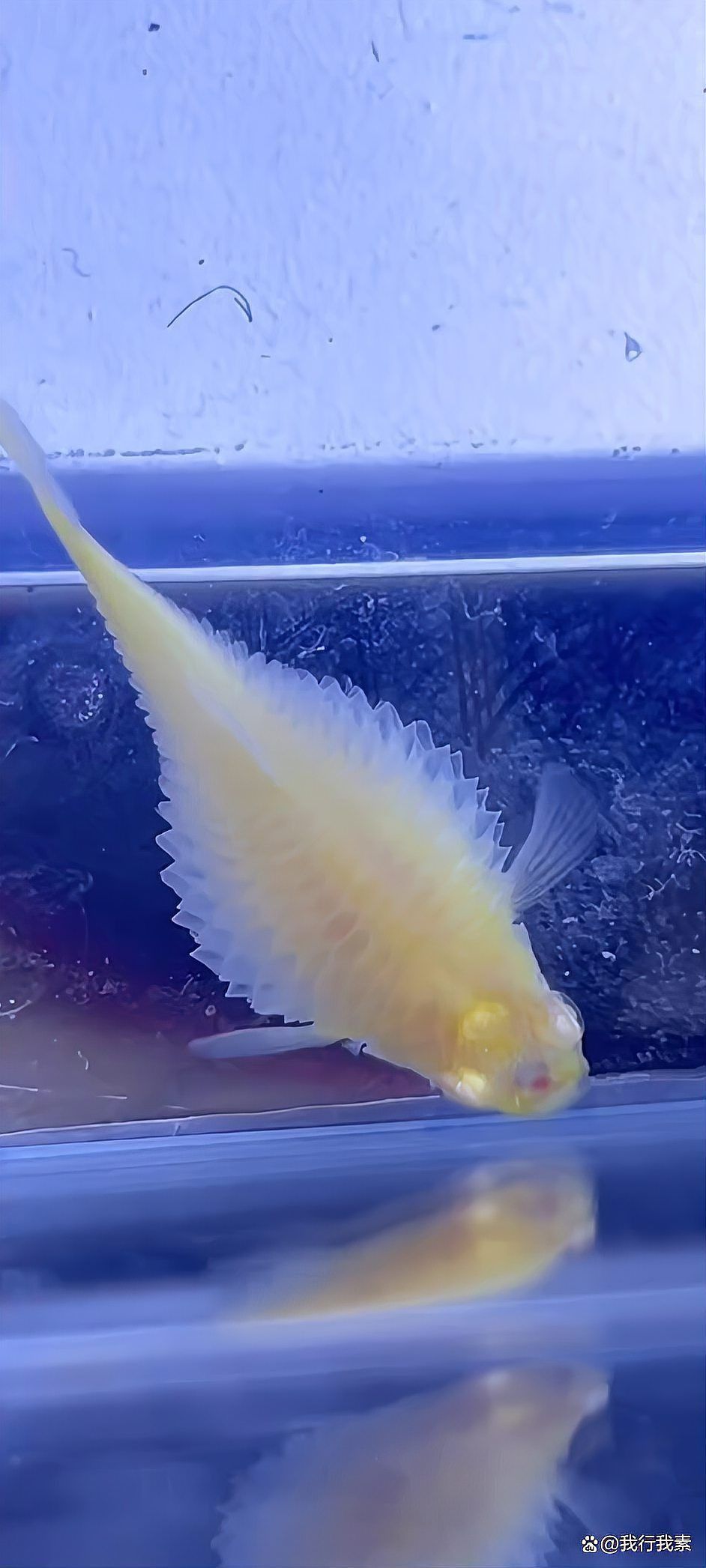 魚肚子大炸鱗了什么原因