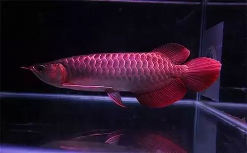 龍魚(yú)害怕就會(huì)側(cè)游怎么辦：如何改善龍魚(yú)害怕的側(cè)游行為