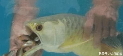 金龍魚不吃小魚怎么辦：金龍魚不吃小魚怎么辦， 金龍魚不吃小魚怎么辦：金龍魚不吃小魚怎么辦， 龍魚百科 第1張