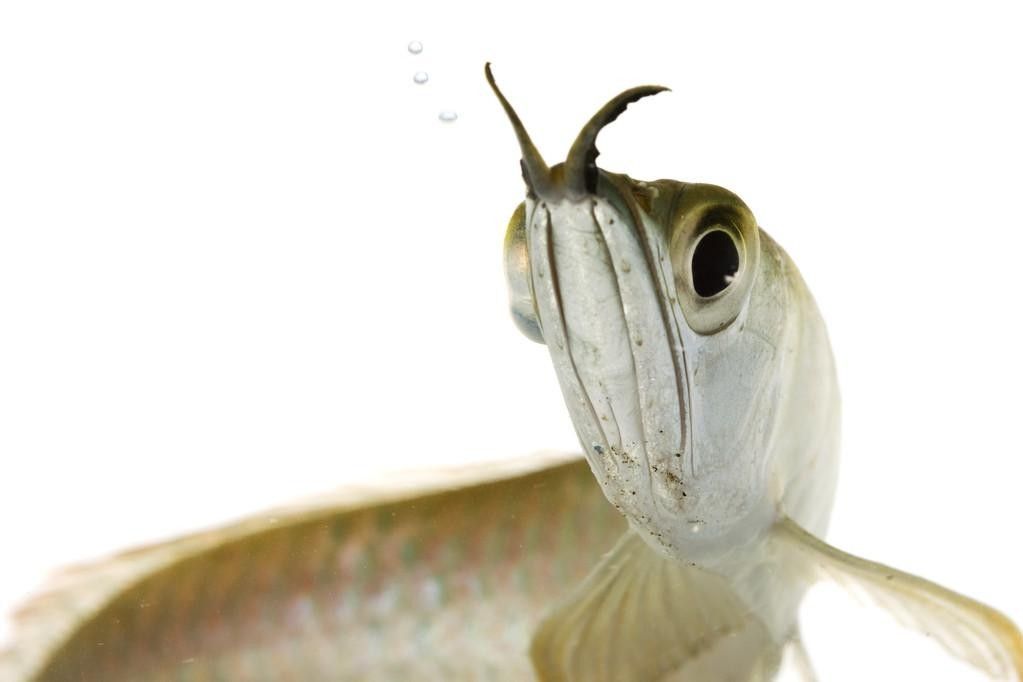 銀龍魚最適合的背景圖
