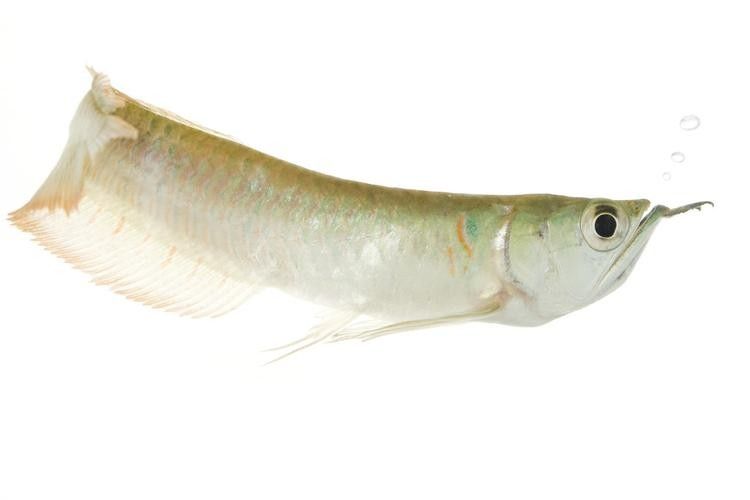 銀龍魚最適合的背景圖