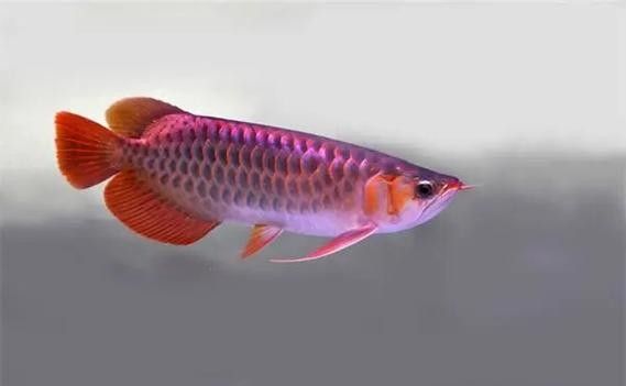 銀龍魚最適合的背景圖