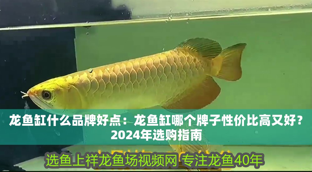 龍魚缸什么品牌好點(diǎn)：龍魚缸哪個(gè)牌子性價(jià)比高又好？2024年選購指南