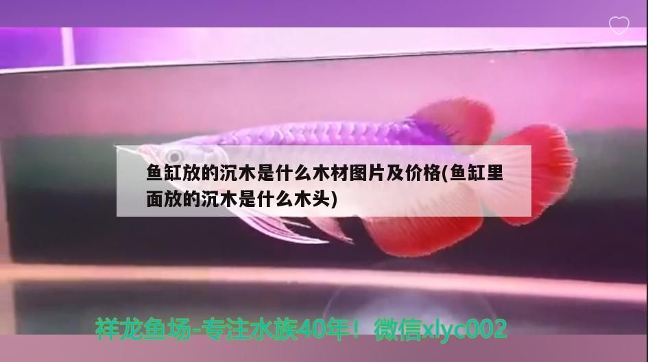魚缸放的沉木是什么木材圖片及價格(魚缸里面放的沉木是什么木頭) 魚缸放的沉木是什么木材圖片及價格(魚缸里面放的沉木是什么木頭) 龍魚百科