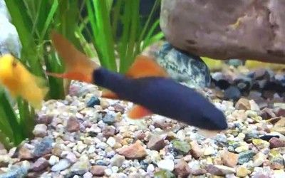 球鯊能和龍魚混養(yǎng)嗎