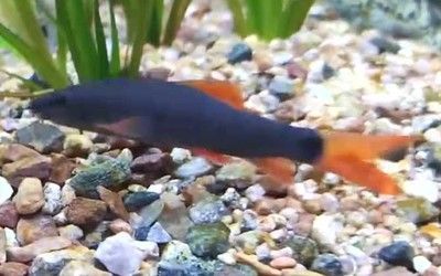 球鯊能和龍魚混養(yǎng)嗎