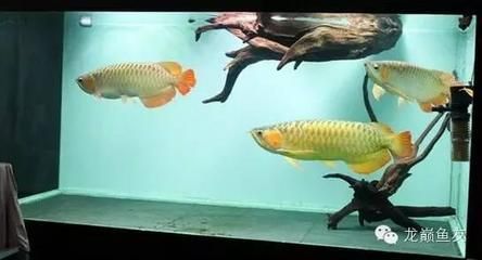 龍魚缸擺放風水講究（風水魚缸的擺放位置和注意事項）