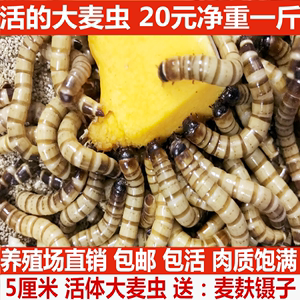 魚缸魚屎怎么處理掉（如何維護魚缸生態平衡）