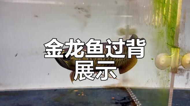 哪里可以找到更多古典過背金龍圖片？