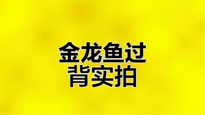 哪里可以找到更多古典過背金龍圖片？