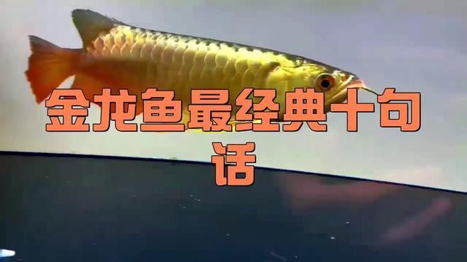 形容金龍魚的詞語有哪些