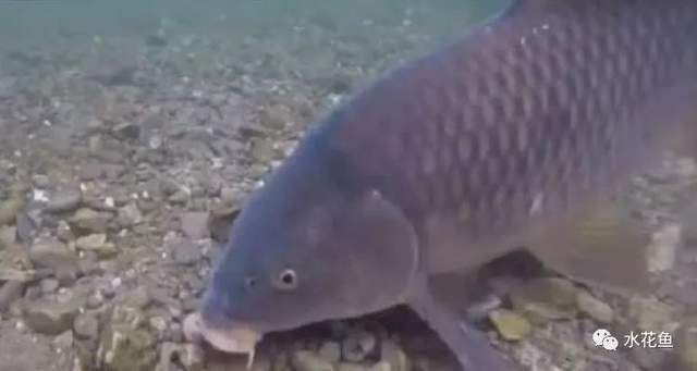 手機怎么掃描龍魚芯片：龍魚芯片掃碼器，現(xiàn)代水族養(yǎng)殖的智能革命 手機怎么掃描龍魚芯片：龍魚芯片掃碼器，現(xiàn)代水族養(yǎng)殖的智能革命 龍魚百科 第3張