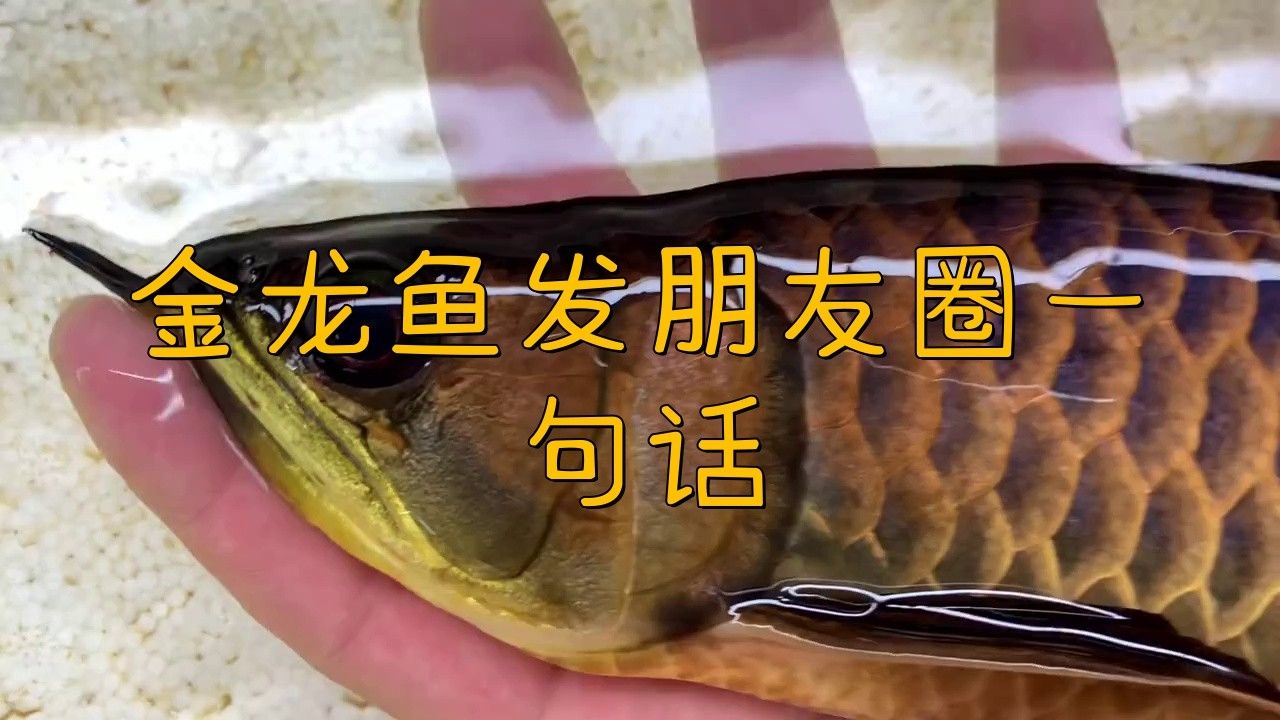形容金龍魚的詞語有哪些