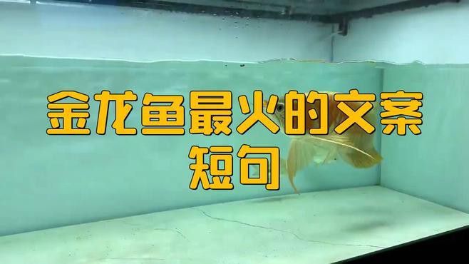 形容金龍魚的詞語有哪些