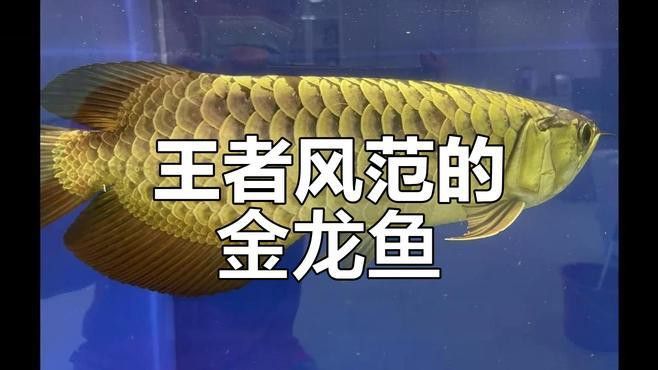 形容金龍魚的詞語有哪些