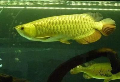 金龍魚適應什么水質（金龍魚水質管理技巧，金龍魚水溫控制方法） 金龍魚適應什么水質（金龍魚水質管理技巧，金龍魚水溫控制方法） 龍魚百科 第4張