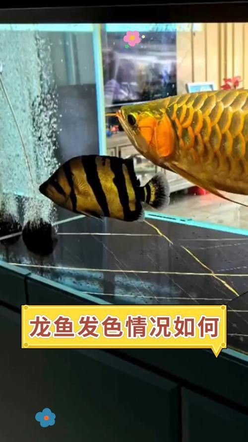 藍(lán)底金龍魚發(fā)色過程圖解大全 藍(lán)底金龍魚發(fā)色過程圖解大全 龍魚百科 第19張
