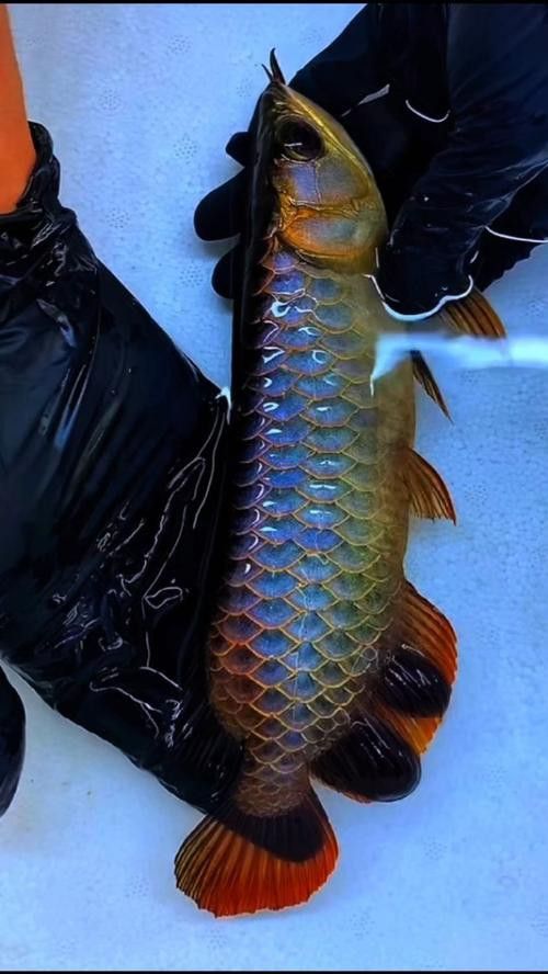 藍(lán)底金龍魚發(fā)色過程圖解大全 藍(lán)底金龍魚發(fā)色過程圖解大全 龍魚百科 第28張