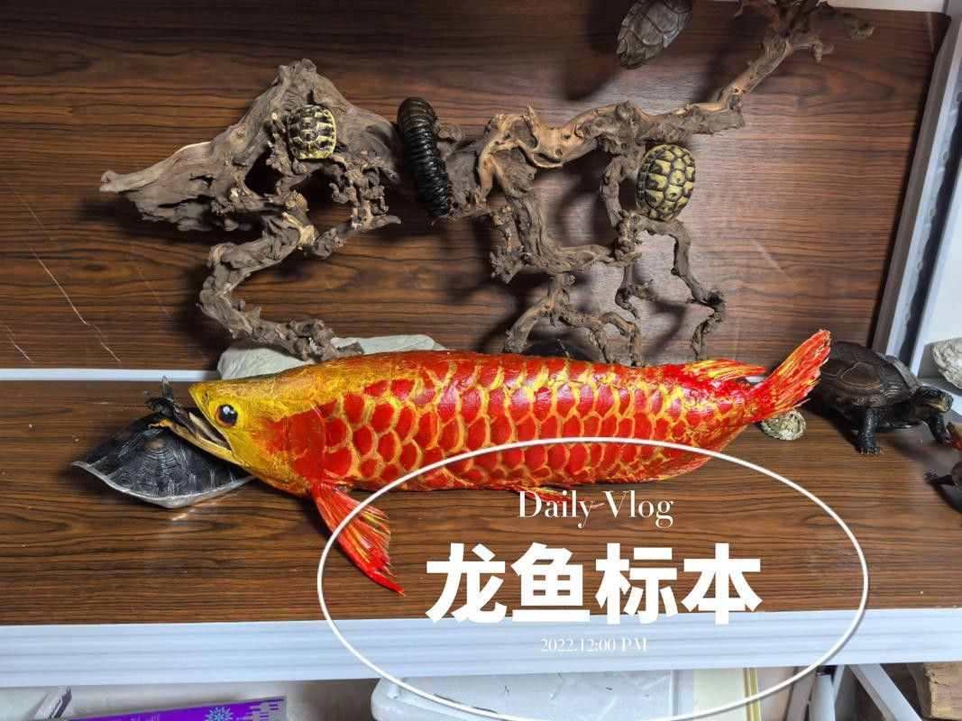 深海龍魚(yú)介紹圖片
