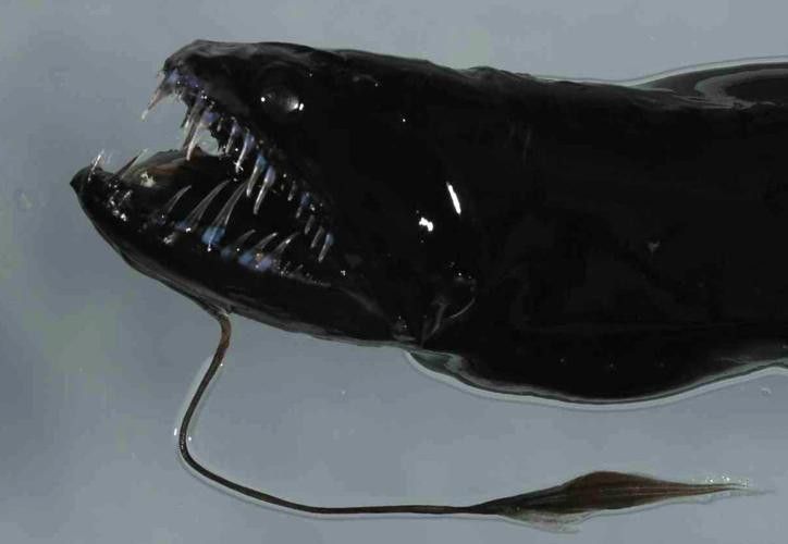 深海龍魚介紹圖片