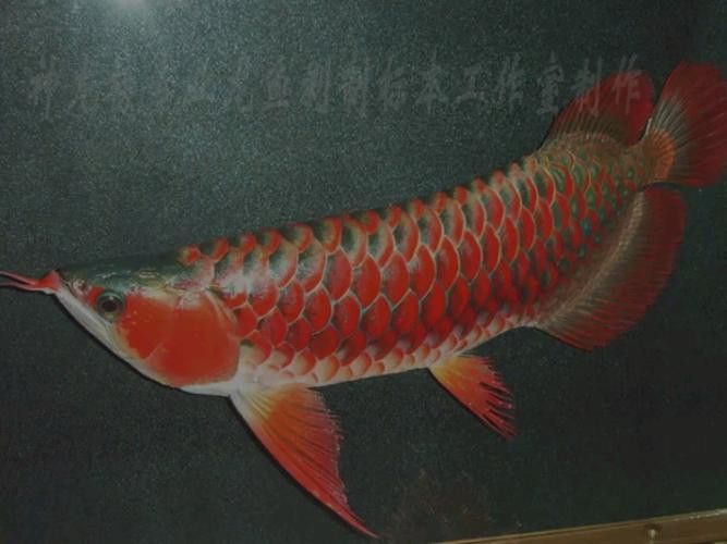 深海龍魚(yú)介紹圖片