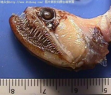 深海龍魚(yú)介紹圖片