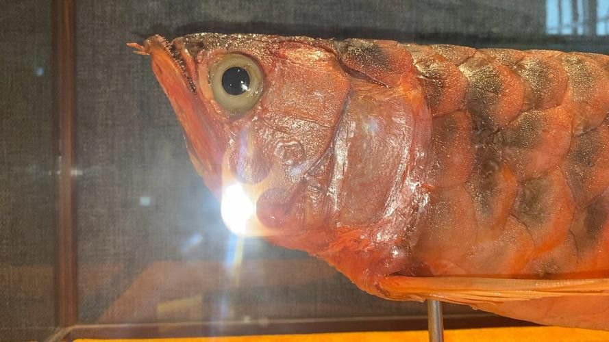 深海龍魚(yú)介紹圖片