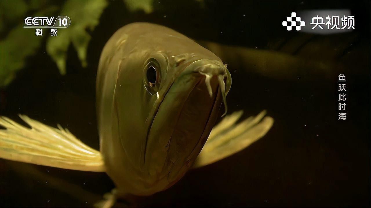 深海龍魚(yú)介紹圖片