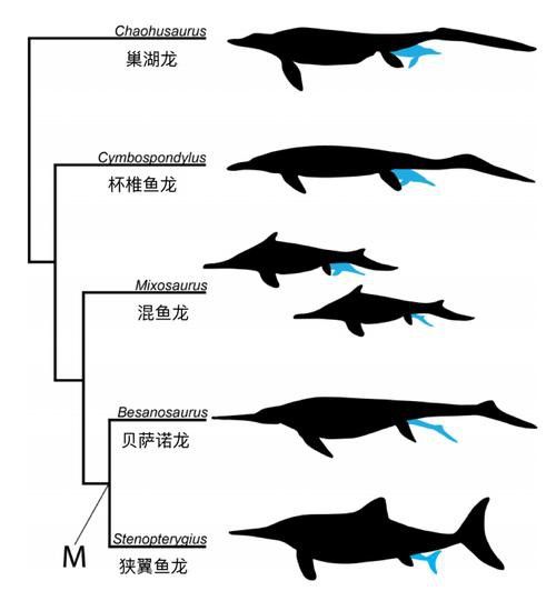 深海龍魚(yú)介紹圖片