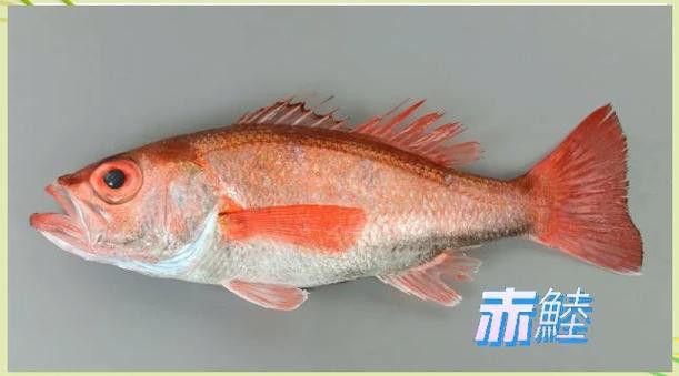深海龍魚(yú)介紹圖片
