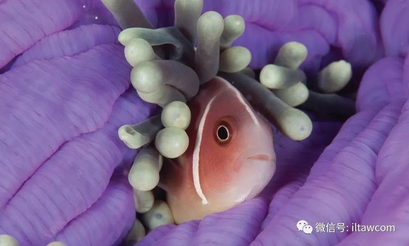 金龍魚能感知疼痛嗎？