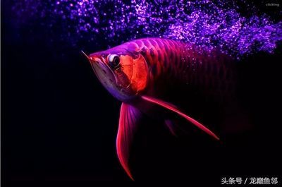 關于龍魚的句子短句唯美英文（關于龍魚的唯美英文短句）