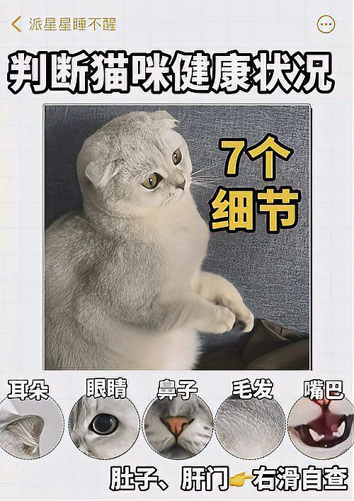 如何判斷龍須貓的健康狀況？ 如何判斷龍須貓的健康狀況？ 龍魚百科 第7張