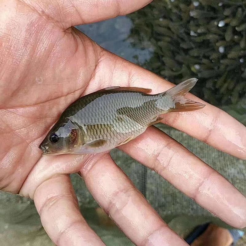 六角恐龍魚好養嗎!海水!淡水養？（六角恐龍魚是一種適合初學者養殖的觀賞魚）